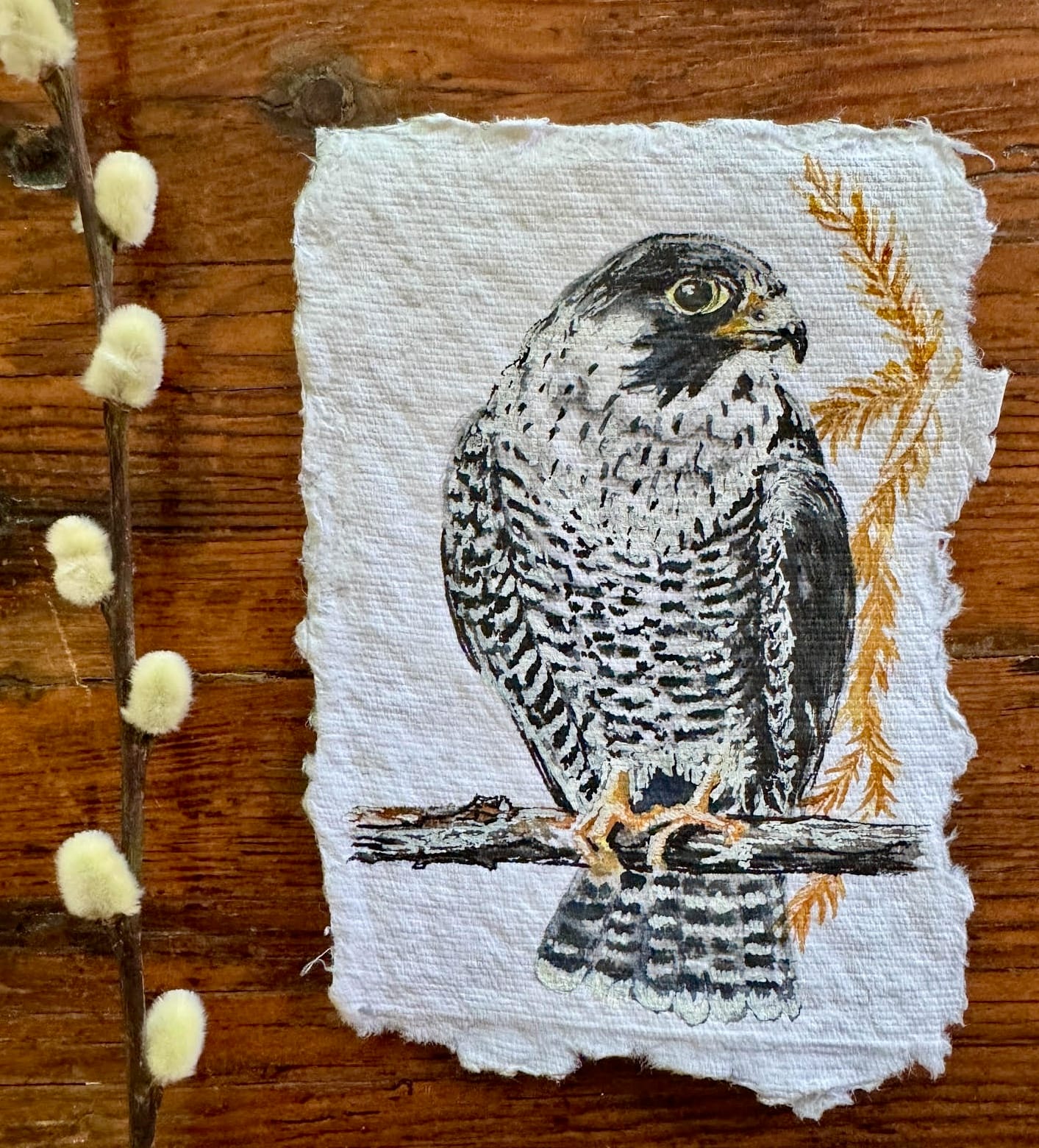 "Fearless"_Peregrine Falcon