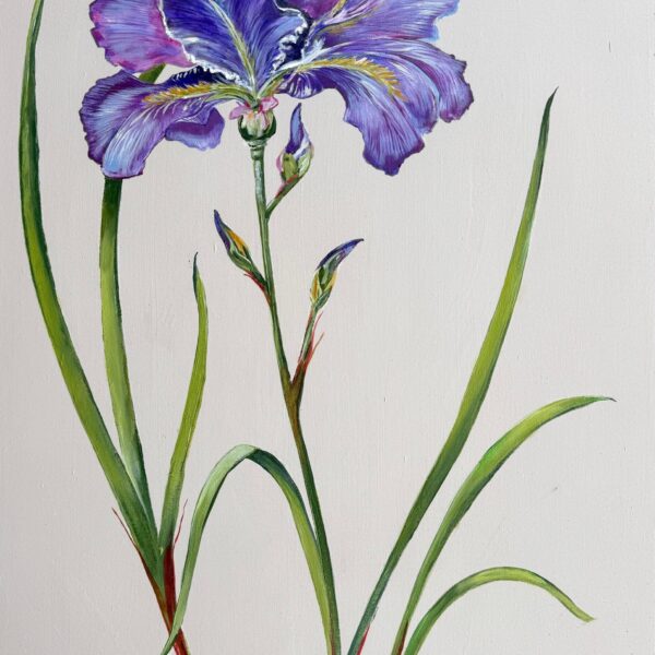February | Iris