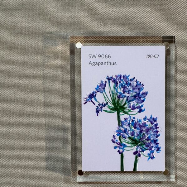 Agapanthus
