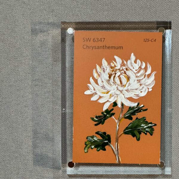 Chrysanthemum