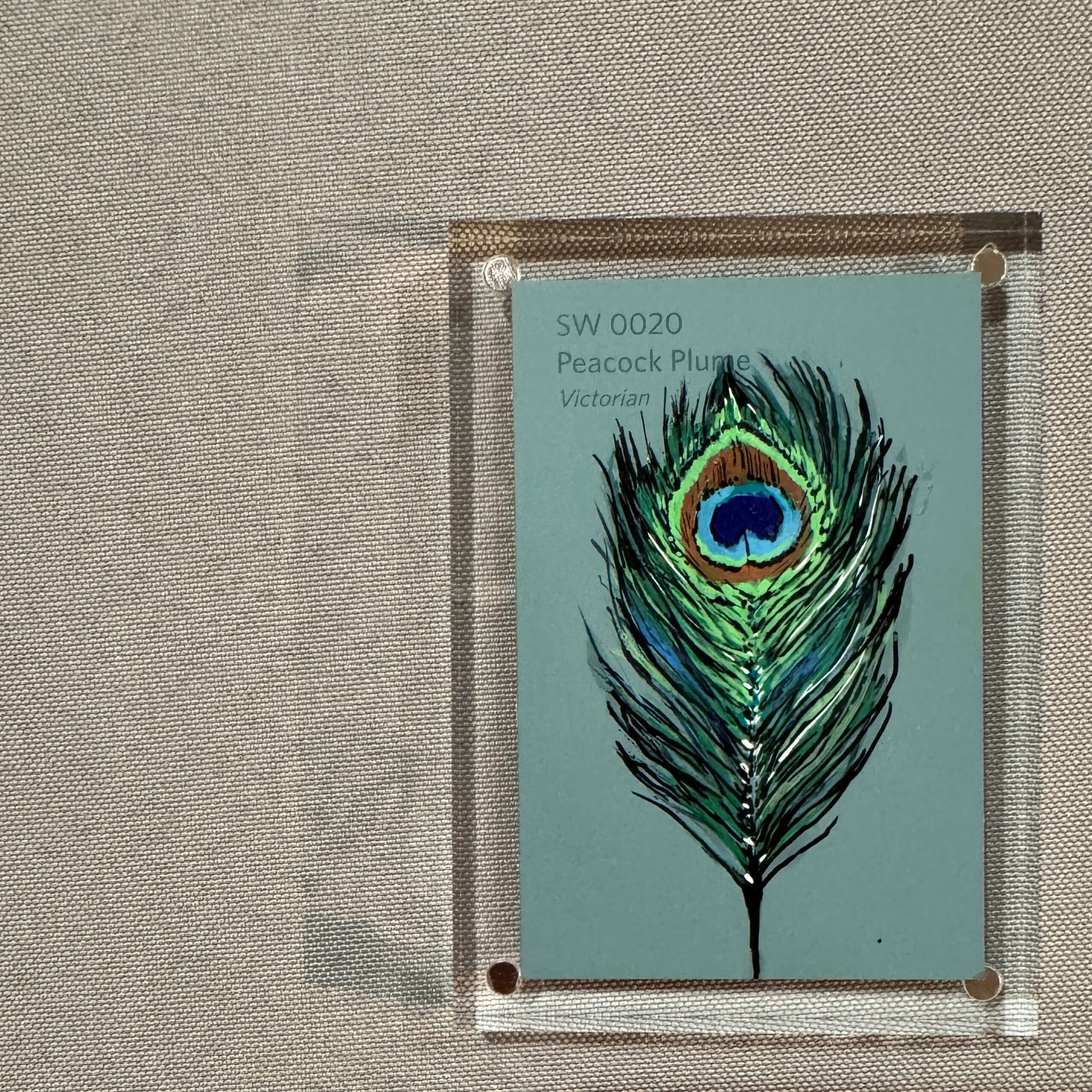 Peacock Plume